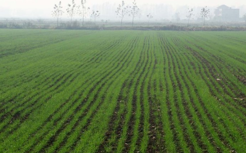 陕西：多地出现雾霾寡照，小麦和大棚作物受到影响
