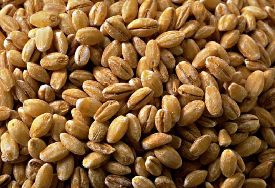 2017年小麦多少钱一斤
