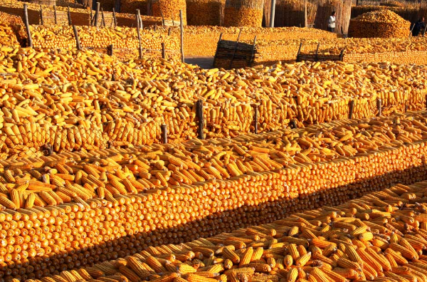 法国农业部下调玉米产量预估，较去年减少9.6%