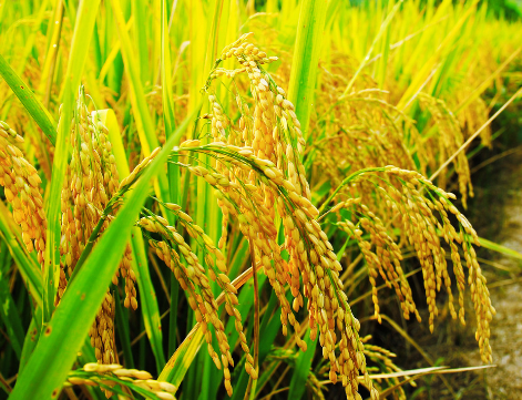 湖南：新田东山富硒水稻安全生产试验取得圆满成功