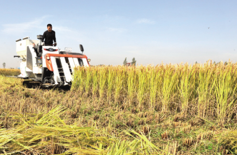 广东：陆丰河东镇浮洲村4600亩晚稻全面收割结束