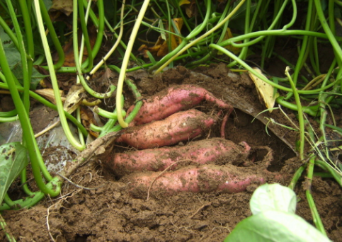 江西铜鼓县：红薯地里开出“致富花”