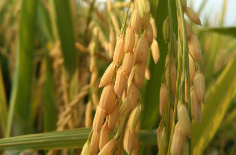 安徽：怀宁县入选部级水稻生产全程机械化示范县