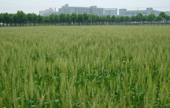 农业专家为565万亩小麦“把脉”，确保小麦安全越冬
