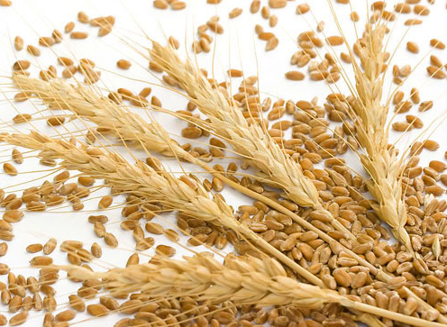 甘肃康县高标准完成小麦高产栽培示范点建设