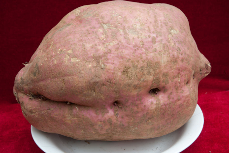 惊喜！河北唐山一农民种出“红薯王”，重达13.9斤