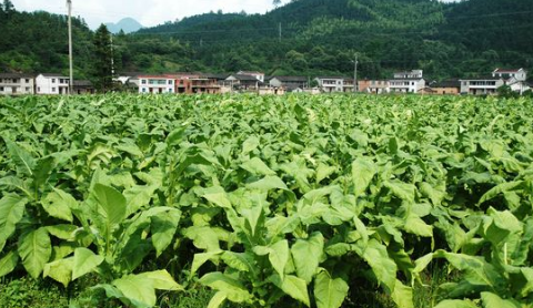 贵州遵义：种植烟叶让农民尝致富甜头，“金叶子”变成“新票子”