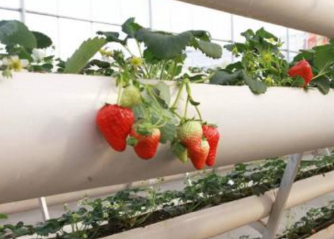 云南：弥勒市朋普镇首批200亩立体无土栽培草莓成熟上市