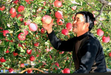 河北阜平县开展苹果种植，拓宽群众致富门路