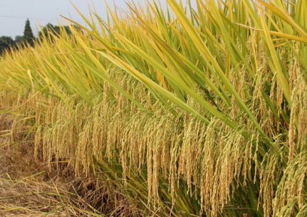 袁隆平杂交水稻在河北邯郸市测产验收，平均亩产量达1082.1公斤