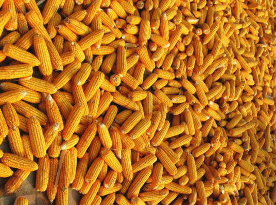 韩国KOCOPIA买入5.5万吨美国黄玉米，或含转基因成分