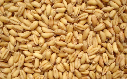 2016年小麦价格最新行情