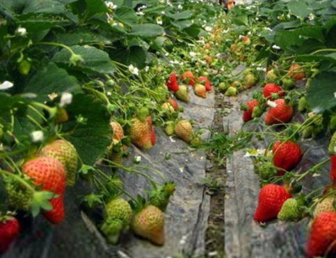 贵州金沙：大棚草莓进入盛花期，即将迎来采摘季