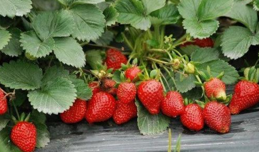 江西：井冈山拿山乡引进草莓种植，带动贫困户脱贫