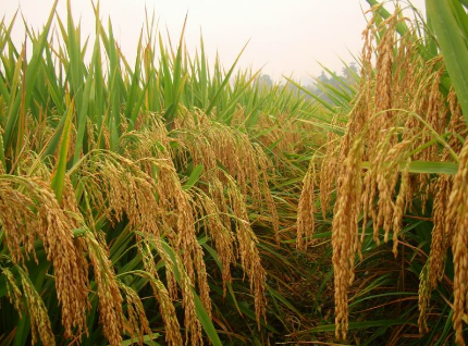 福建建宁县2016年水稻制种保险面积突破10万亩