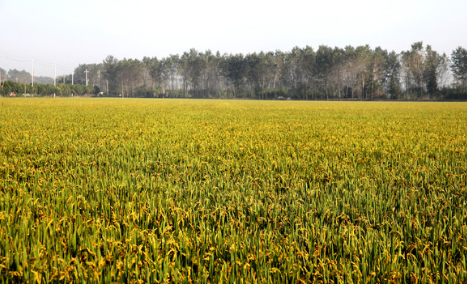 云南弥阳水稻高产创建示范区实现总产值2034万元