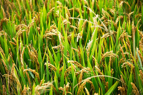 弥阳镇2016年水稻高产创建示范区实现产值2034.13万元