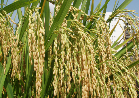宁夏平罗县：水稻最高亩产达到843.93公斤，再创单产历史新高