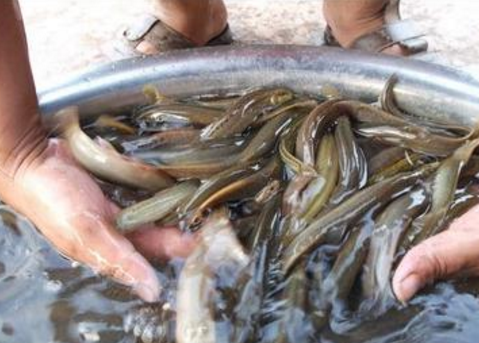 四川内江市泥鳅养殖面积达7800亩，发业发展势头良好