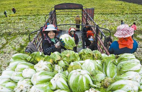 天津武清区：2.5万亩优质大白菜喜获丰收
