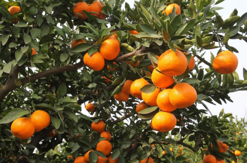 重庆竹溪镇1600亩柑橘打造现代农业种植园，助农增收
