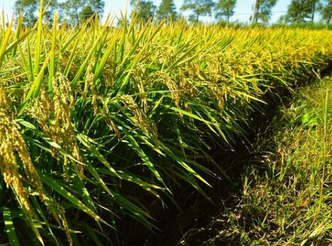 福建建宁：水稻制种保险面积突破10万亩