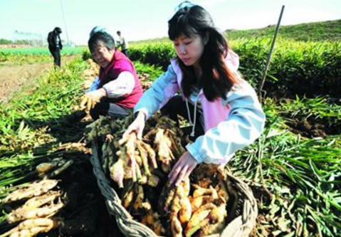 重庆潼南区：规模种姜四千亩，抱团经营卖得好