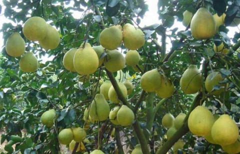 广西容县：6万返乡农民种植沙田柚增收致富