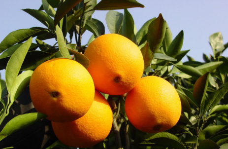湖北：宜昌市秭归脐橙正式开园，8.8万吨脐橙未摘已“名花有主”