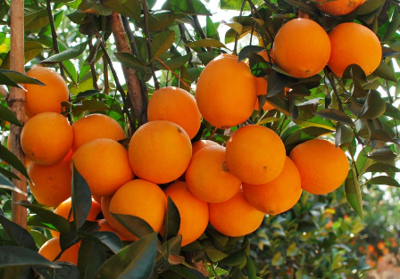 湖南龙山县：“里耶脐橙”产值达2亿元，带动果农致富奔小康