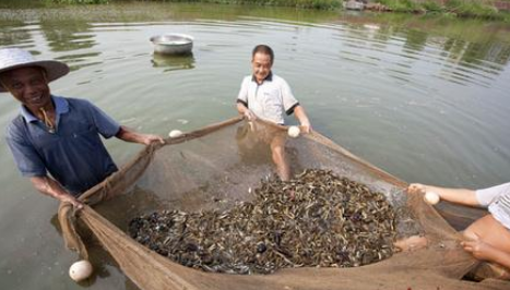 贵州毕节：赫章县古达乡泥鳅养殖促民增收