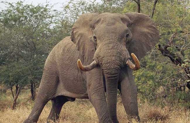 大象是哺乳动物吗