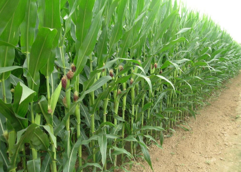 截至11月24日阿根廷玉米播种进度为41.1%