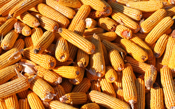 截至11月21日法国玉米收割工作已完成98%