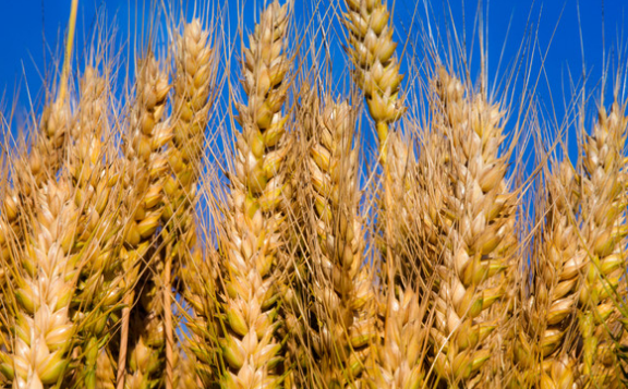 台湾招标买入85,325吨美国小麦