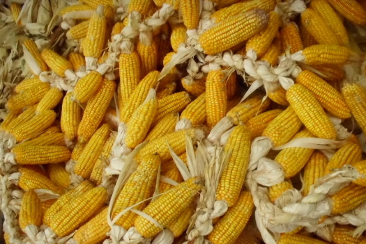 玉米今年的价格走势分析