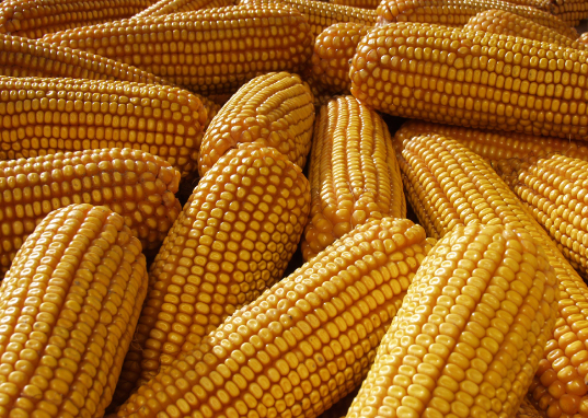 甘肃省大力打造千亿元玉米深加工产业链
