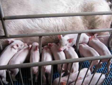 我国能繁母猪存栏量连续39个月维持低位水平