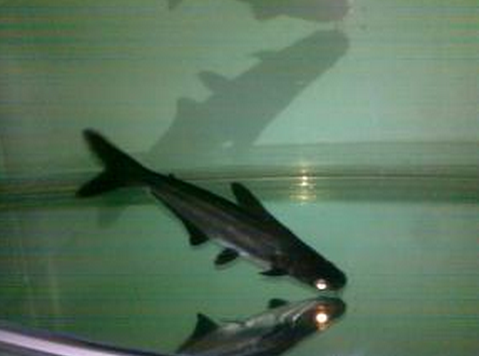养殖淡水蓝鲨