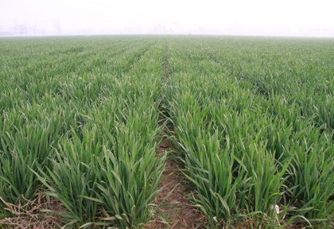 江苏丰县秋播旱茬小麦面积54万亩，总体苗情较好