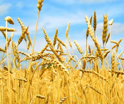 新疆阿克苏地区育出两个小麦新品种