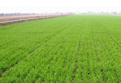 山东：泗水县金庄镇召开2017年度小麦种植面积核定工作