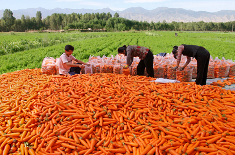 甘肃省新城镇泥沟村胡萝卜种植业取得良好效益