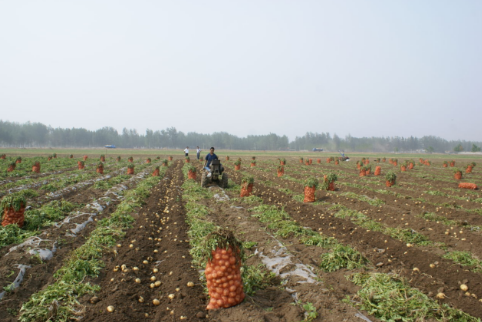 甘肃民乐县举办马铃薯订单标准化种植技术培训