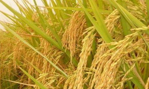 2016年稻谷种植面积：江苏扬州稻谷种植面积313万亩