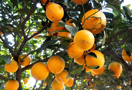 广西玉米：千亩脐橙大获丰收