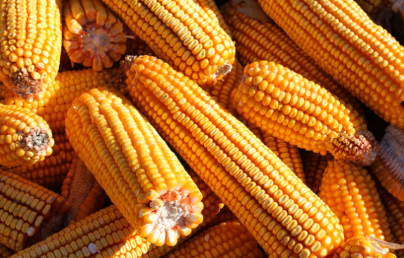 截至11月1日乌克兰玉米库存同比减少18%