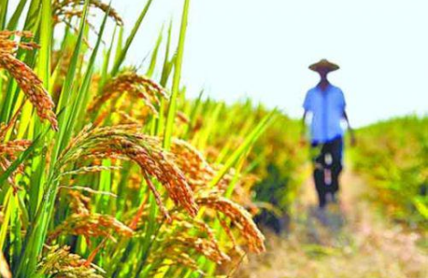 2016年水稻收购进度