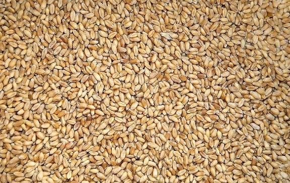 今年小麦价格行情预测