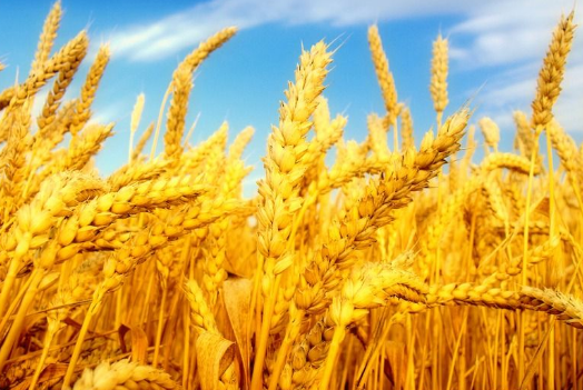 预计2017年美国小麦播种面积将减少约3%